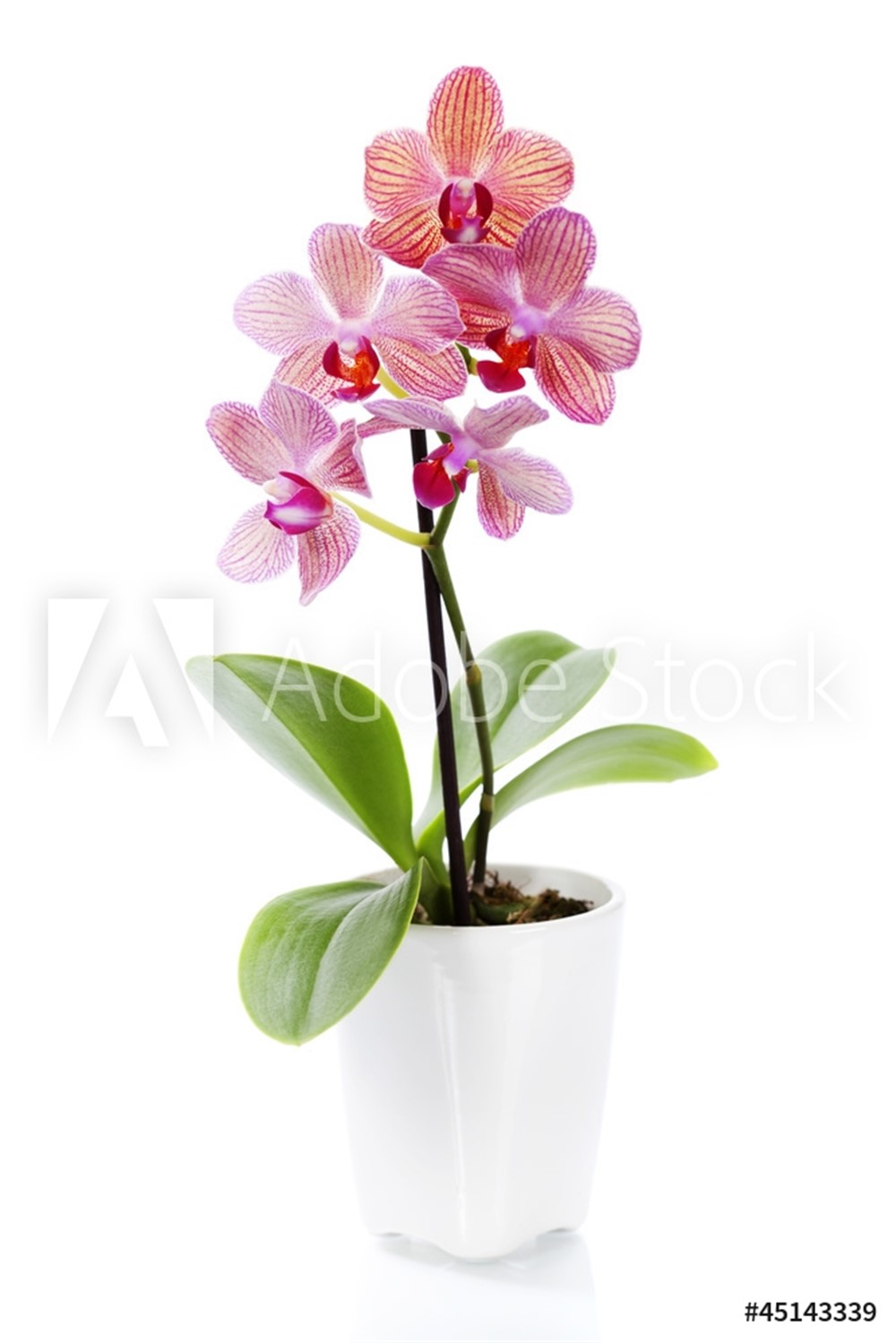 Orquídea 